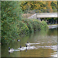 The canal by Shobnall Fields, Burton-upon-Trent