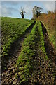 Bridleway above Wootton Top