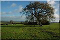 Tree and old farm buildings near Wootton Top