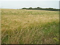 Farmland near Crean