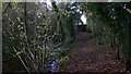 Footpath by pond