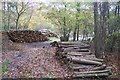 Log piles in Hurst Wood (2)