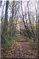 Footpath in Court Wood