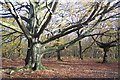 TR0957 : Ancient Beech Tree in Denstead Wood by David Anstiss