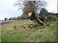 Fallen tree near The Green