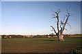 Lone tree near Hunston Green