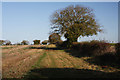 Field boundary near Great Barton