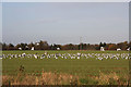 Field of seagulls