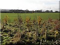 Countryside at Parkgate