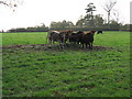 Cattle feeding at Ivory