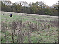 Horse on rough pasture