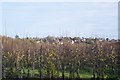 View of Harbledown from North Downs Way