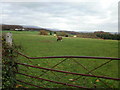 Sheep grazing, Cwm Farm