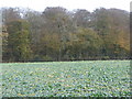 SU7396 : Winter greens in a roadside field by Sarah Charlesworth