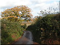 Lane to Whiteheathfield Barton