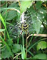 TQ3207 : Wasp Spider, Hollingbury hillfort by Peter Whitcomb