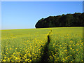 Footpath through rape near Amersham