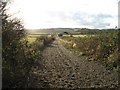 The Gallops at Aldbury