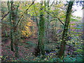 Beech wood near Taddiport