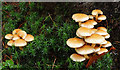 Fungus, Clare Glen, Tanderagee