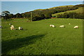 Sheep in a field near Dol-fach