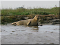 TR3462 : Seal on the bank of the River Stour by Nick Smith