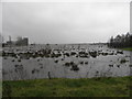 The Bann Meadows under water Nov 2009