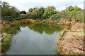 A wildlife pond at Riverside Country Park