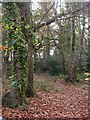 Canford Heath, nature reserve