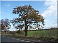 Roadside tree