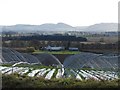 Polytunnels with a view