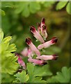 Fumitory, Ash Priors