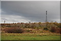 Bushes, West Thurrock Marshes