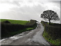 Bare tree by the road