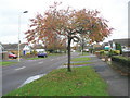 Autumn in Milton Road