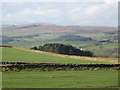 Farmland north of East Elrington (2)