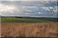 Unimproved marshland south of Eithin Gleision