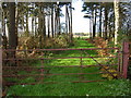 Woodland Track near Woodlands Farm