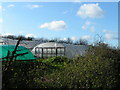 Polytunnels on Old Ebford Lane