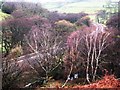 Railway track through the trees near Moorside