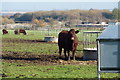 Cattle at Holywell Farm, near Upchurch