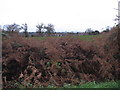 View south from Mill Lane to houses at Peppersgate