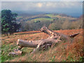 Tree stump near West Malvern