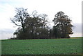 Clump of trees on the horizon