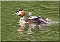 Great Crested Grebe Carrying a Chick on its Back