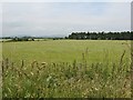 Farmland, Baleave