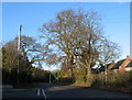 Oak, Cannon Hill Road