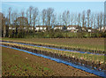 Rows of hedges, trees and houses