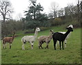 ST7770 : 2009 : The alpaca family near St. Catherine's Court by Maurice Pullin
