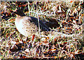 A Hen Pheasant at Castle Grant